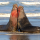 Illustration for article titled Listen to Elephant Seal Calls and Learn Why Elephant Seals Listen to Each Other
